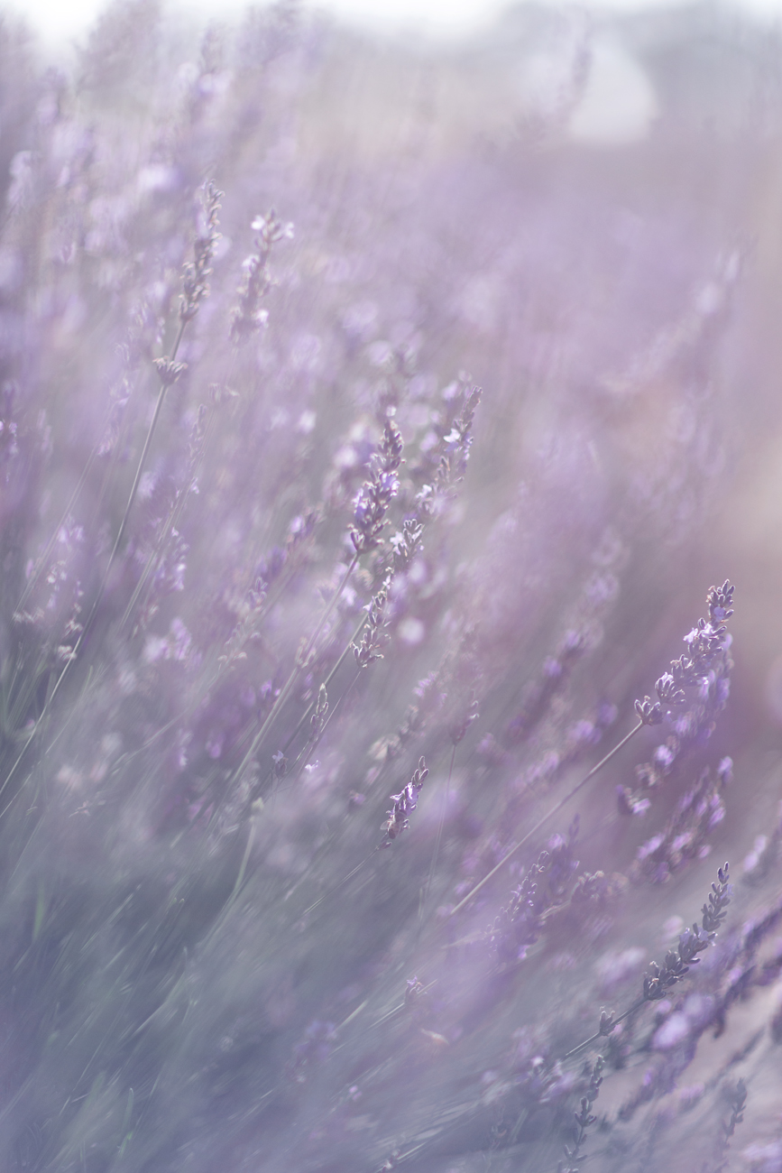 Yanchep Lavender Farm Mini Sessions