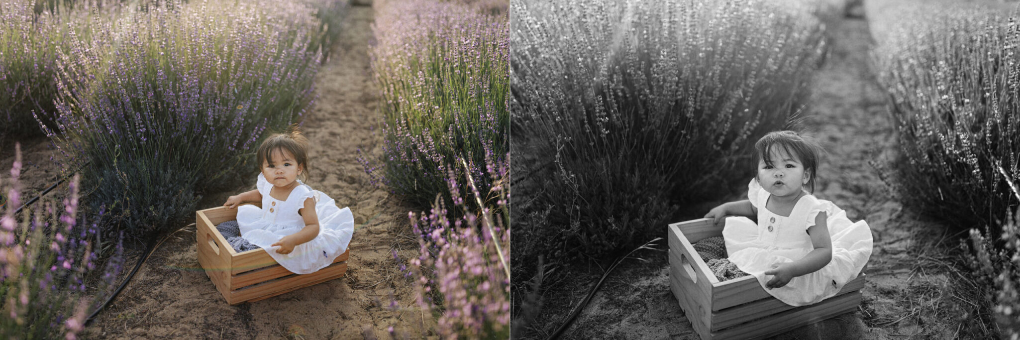 Family Photos in Perth Lavender Field