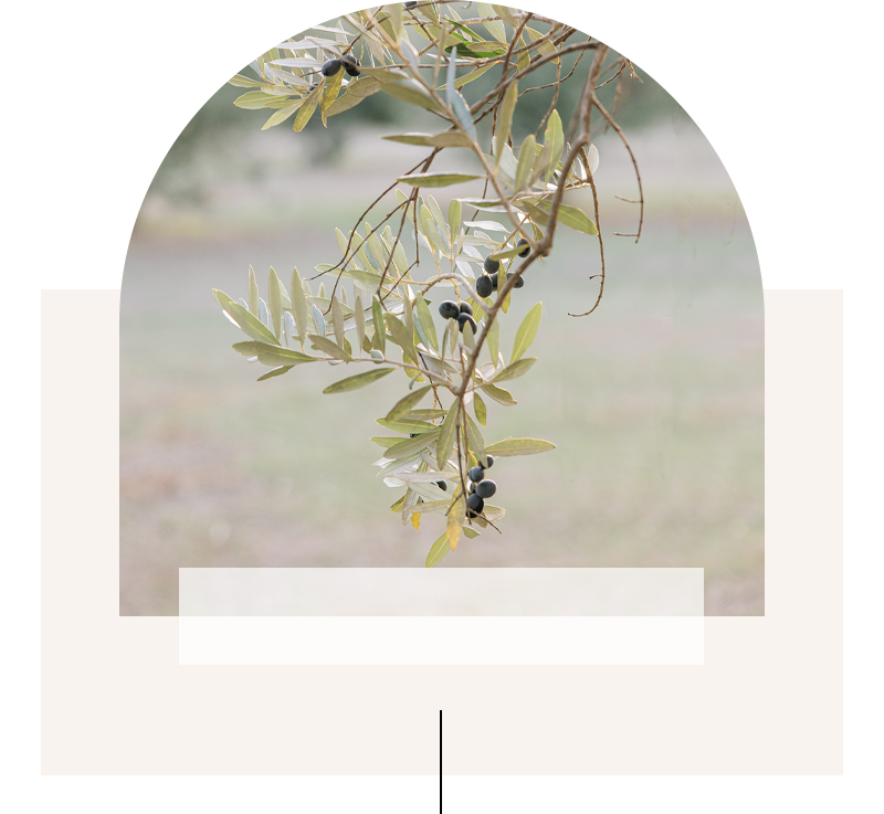 Olive Tree