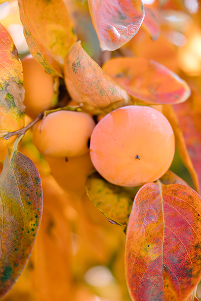 Persimmon fruit